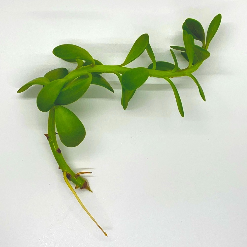 Hanging Jade Plant Cutting